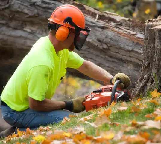 tree services Fairport